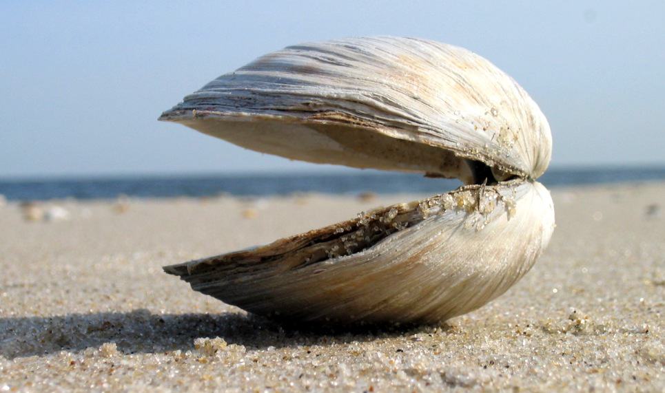 A clam